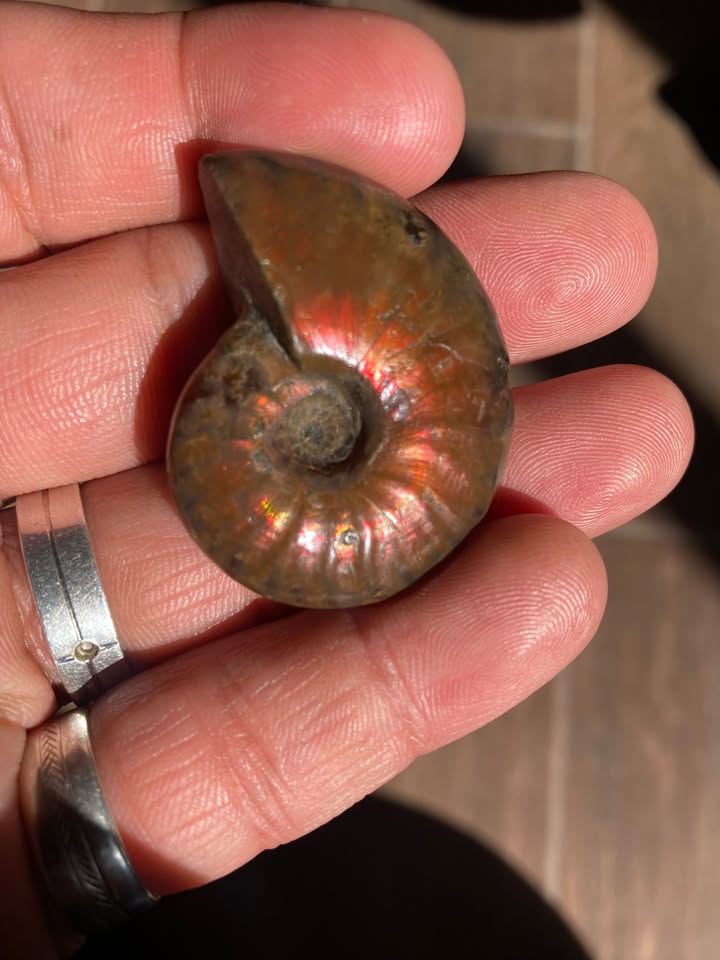 Amonite Nacarado con tonos Rojisos