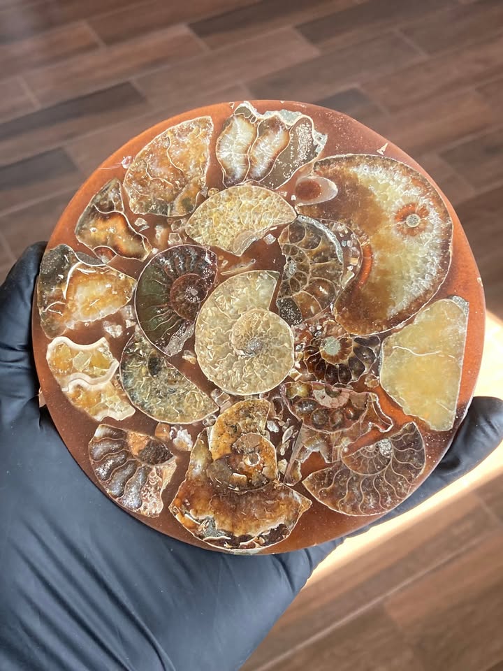 Laja con Amonites fosilizados