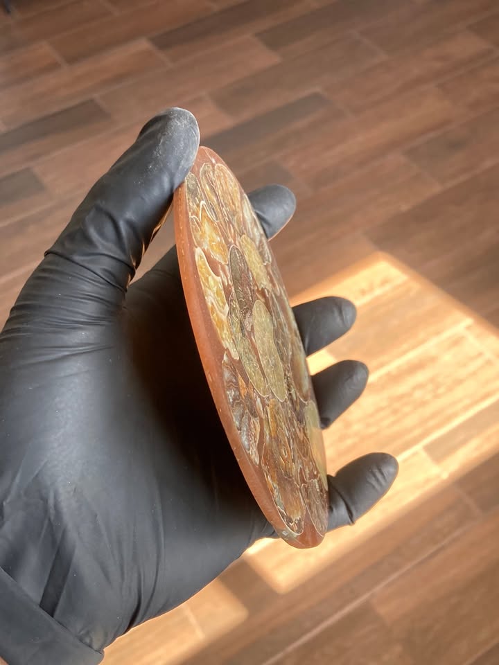 Fotografía 3 de Laja con Amonites fosilizados