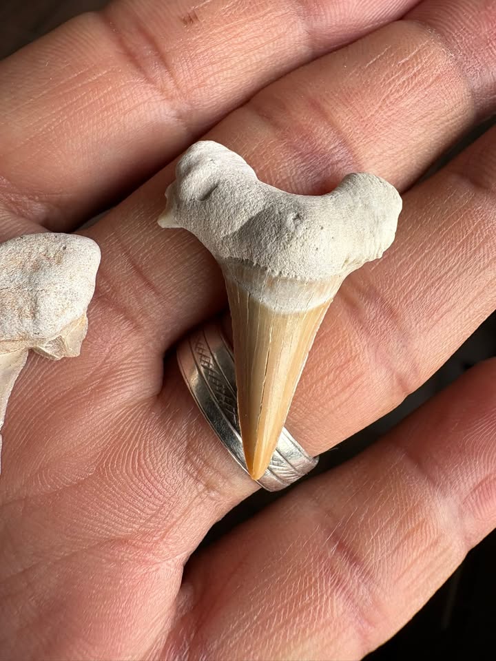 🦈 Pack 3 Dientes de Tiburón Fósiles