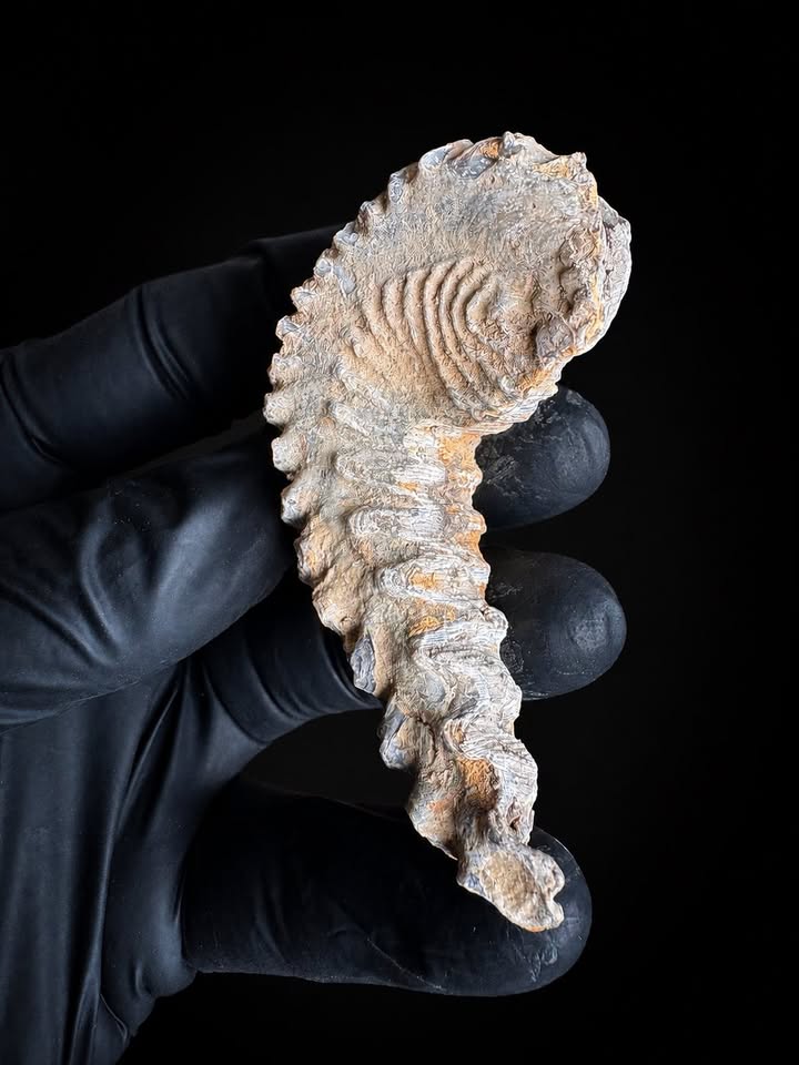 🦪 Ostra fósil (Ostrea carinata)