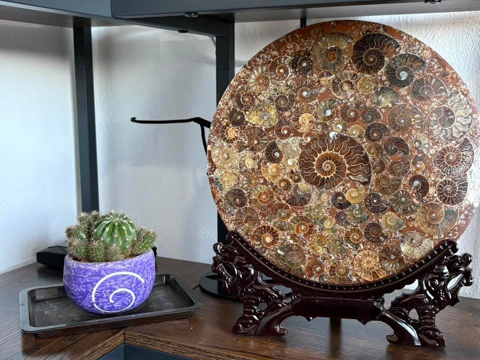 💎✨Laja JUMBO de Amonites fósiles en base