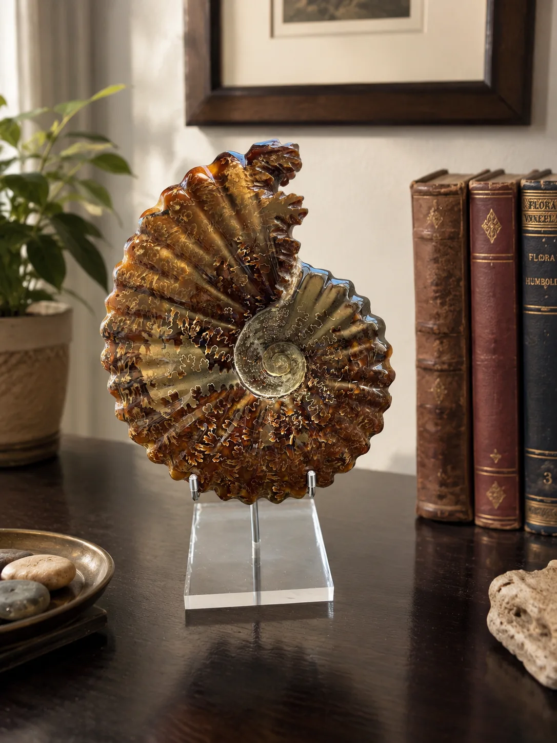 Amonita Fósil Gigante Natural | 23 cm con Base de Acrilico y Soporte de Acero Inoxidable
