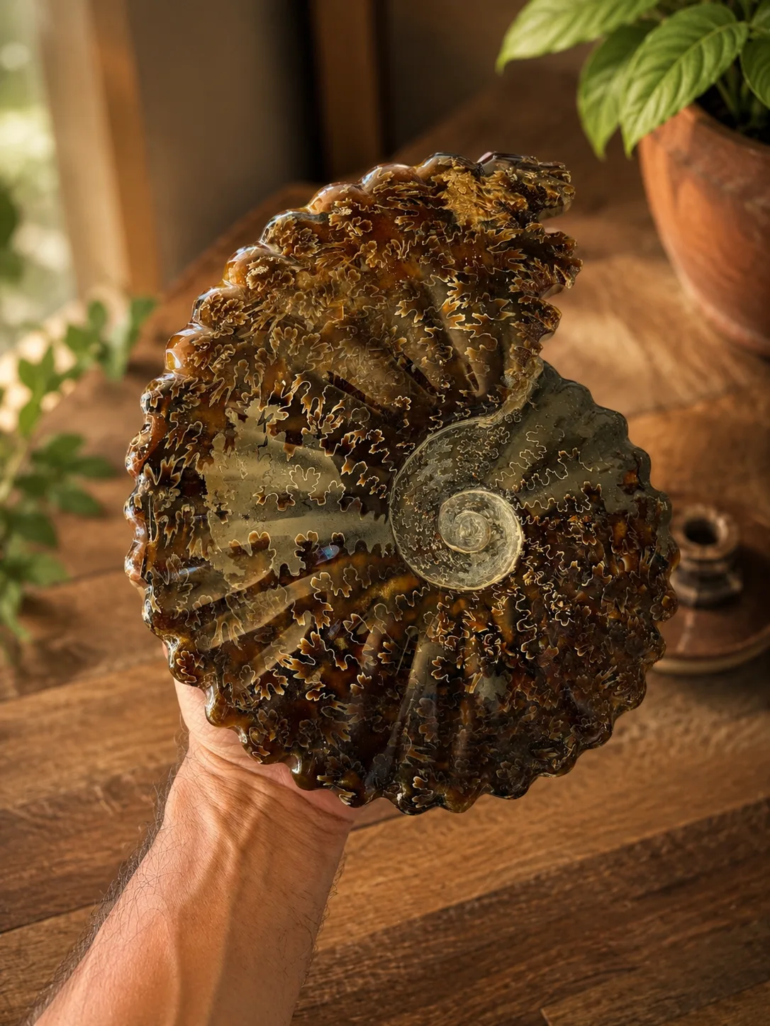 Amonita Fósil Gigante Natural | 23 cm con Base de Acrilico y Soporte de Acero Inoxidable