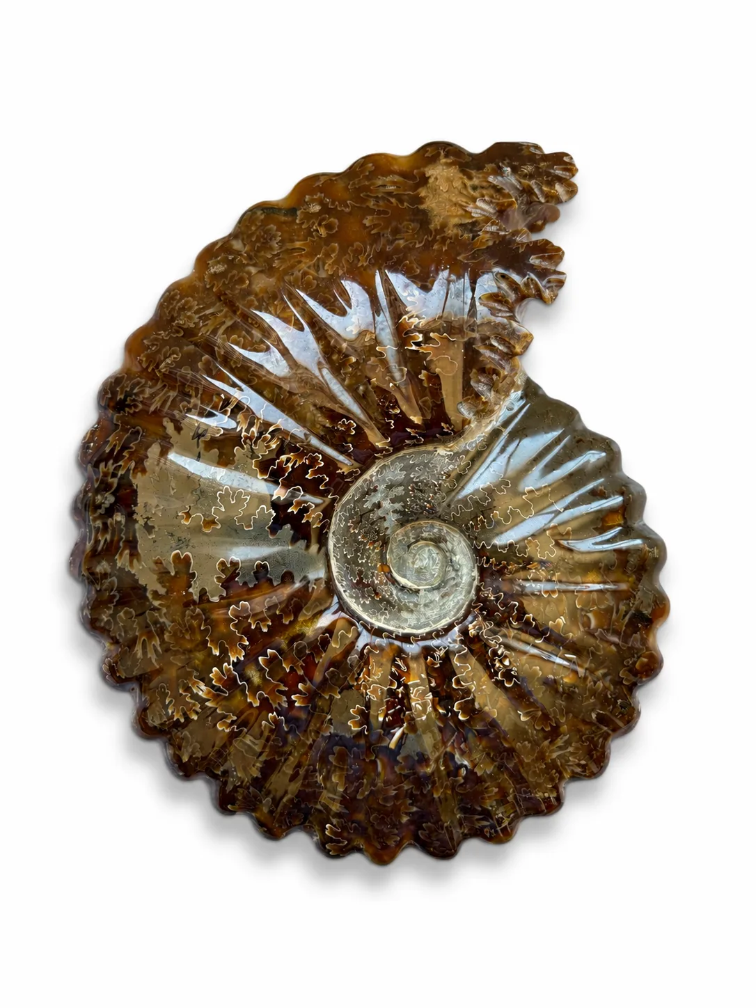 Amonita Fósil Gigante Natural | 23 cm con Base de Acrilico y Soporte de Acero Inoxidable