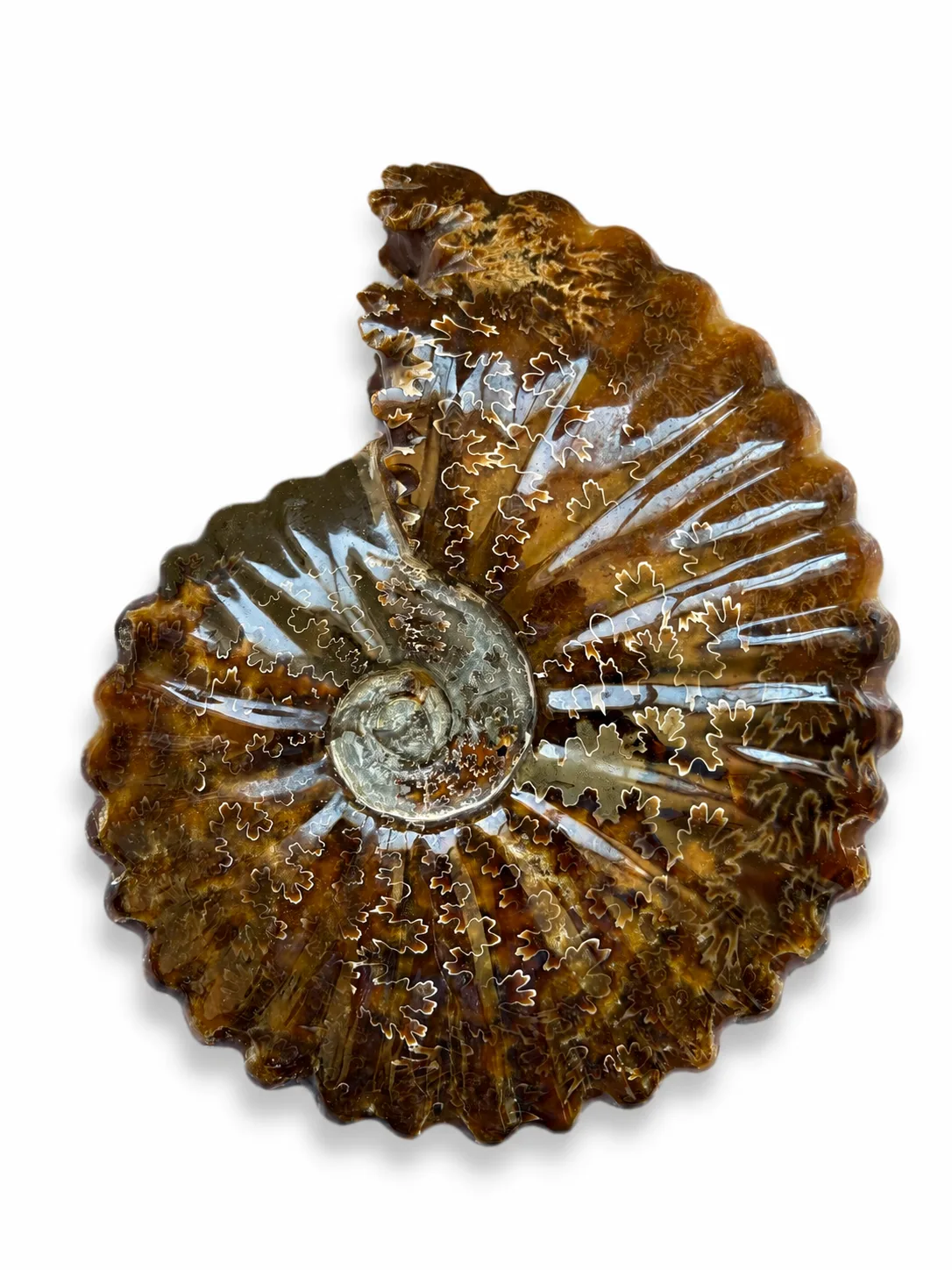 Amonita Fósil Gigante Natural | 23 cm con Base de Acrilico y Soporte de Acero Inoxidable